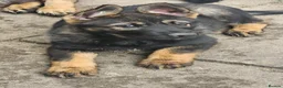 German Shepherd dogs for sale: Working lime German Scheperd puppies - Advert 16