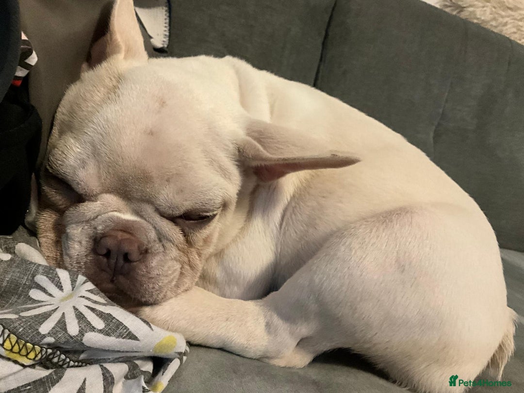 French Bulldog dogs for sale: George - Image 5