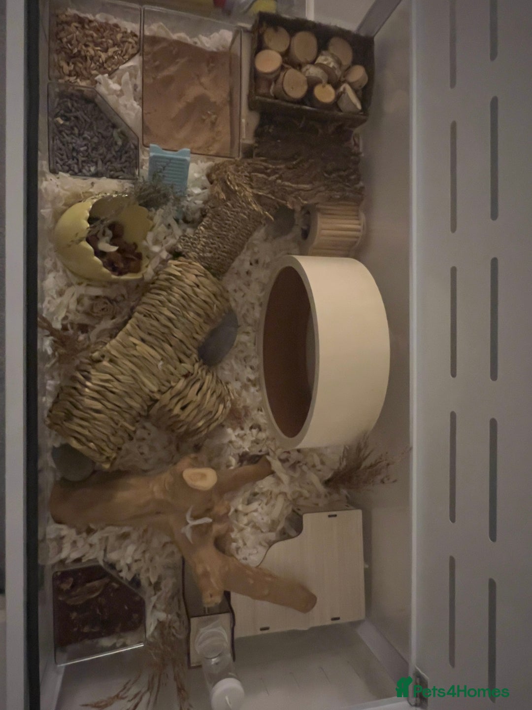 Hamster rodents for sale: Male Syrian Hamster 4 Months Bucatstate included - Advert 8