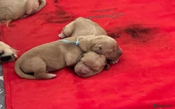 Golden Retriever dogs for sale: Beautiful Golden Retriever boys  - Image 20