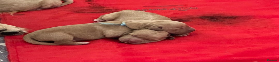 Golden Retriever Puppy 4