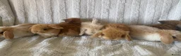 Mini Lion Lop rabbits for sale: Lionlop Bunnies  - Advert 3