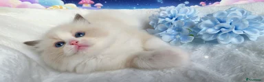 Ragdoll Kitten 1