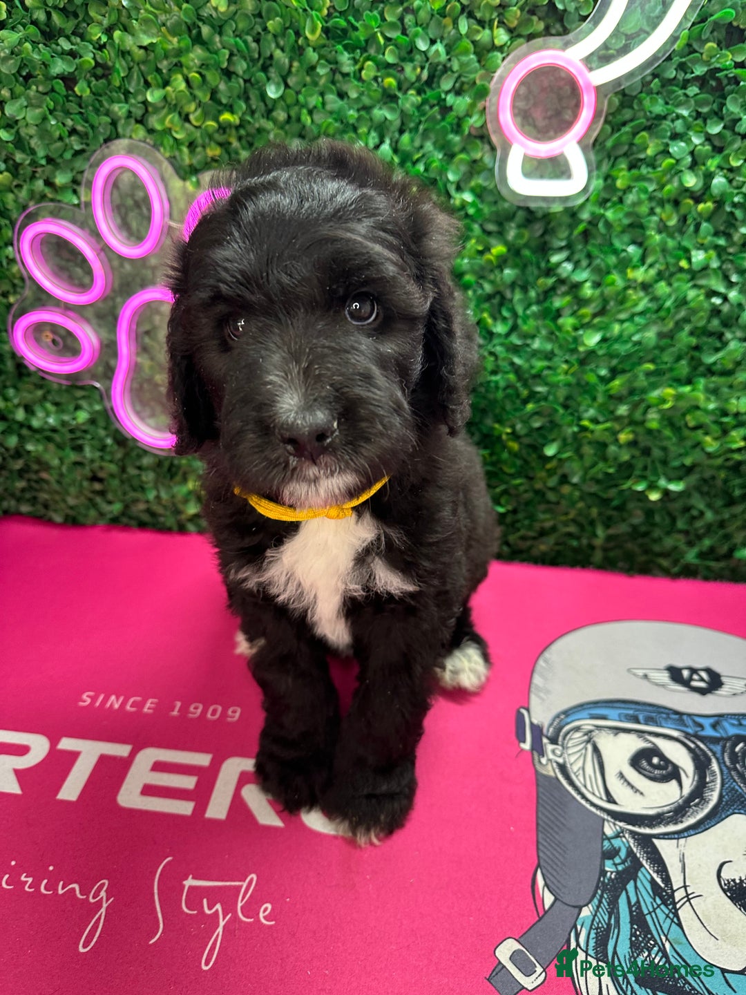 Mixed Breed dogs for sale: F1 Saint Berdoodles - Image 36