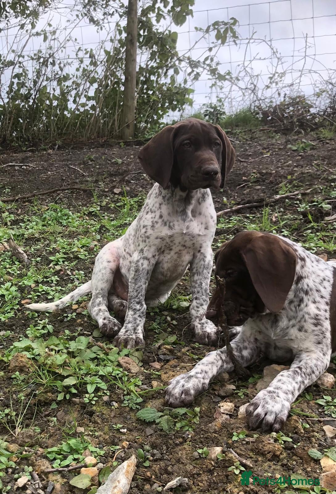 German Shorthaired Pointer dogs GSP Puppies - Advert 1