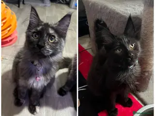 Maine Coon cats Beautiful 🐈⬛ - Advert 2