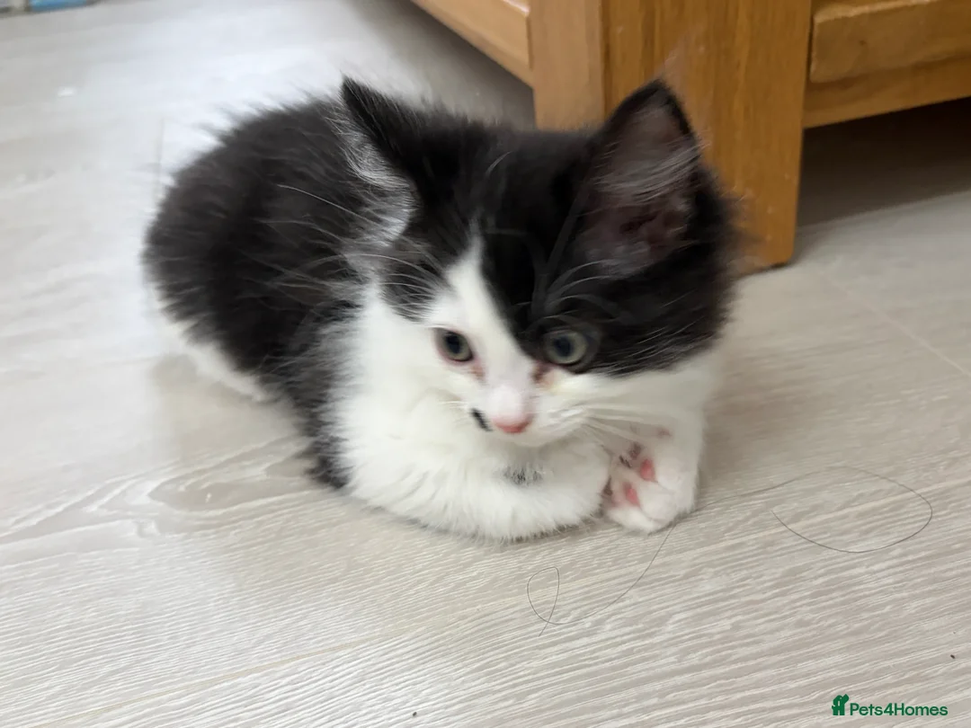 Mixed Breed cats for sale: Ragdoll & Kurilian bobtail mixed - Advert 19