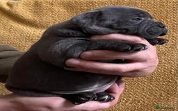Staffordshire Bull Terrier dogs for sale: Beautiful Blue Champion Staffy Pups - Image 7