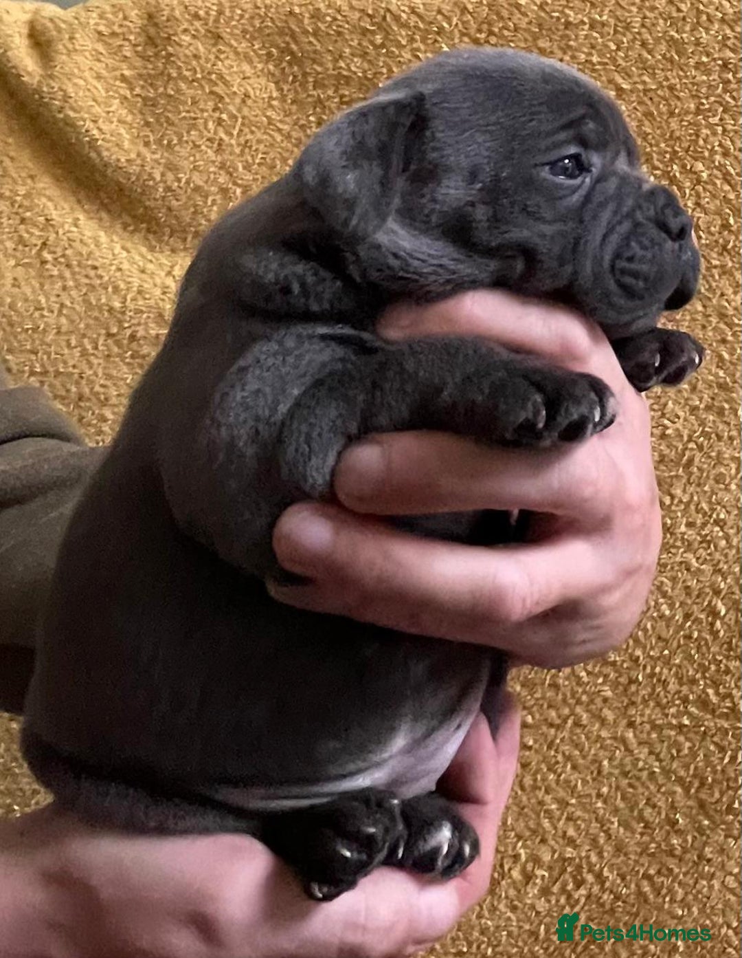 Staffordshire Bull Terrier dogs for sale: Beautiful Blue Champion Staffy Pups - Image 7