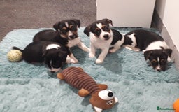 Jack Russell dogs for sale: Stunning jack Russell puppies  - Image 7