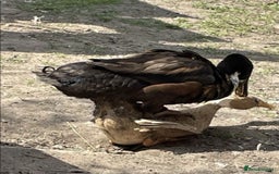 Ducks poultry for sale: 6 runner ducks for sale - Image 2