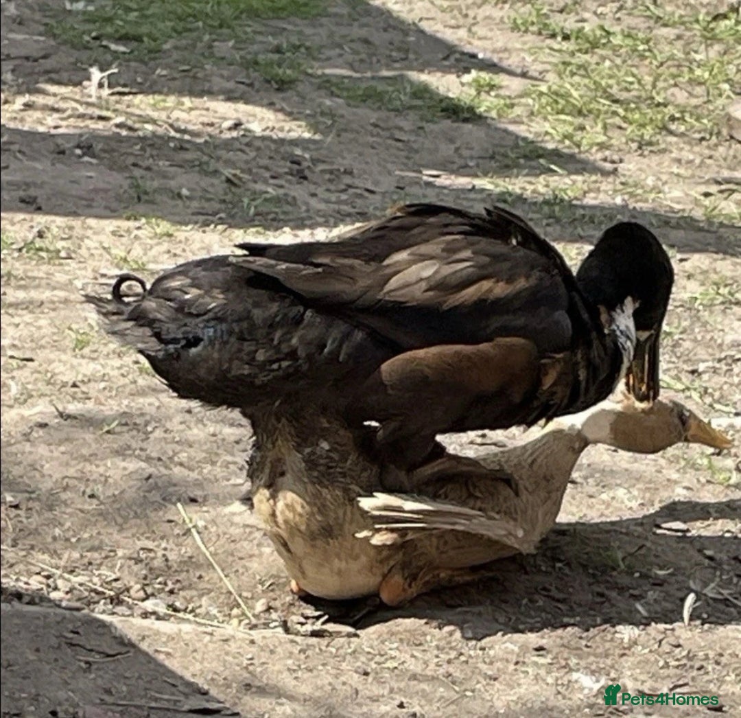 Ducks poultry for sale: 6 runner ducks for sale - Image 2