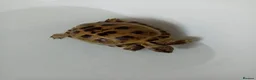 Tortoise reptiles for sale: X2 horsefield tortoises in Birmingham - Advert 2