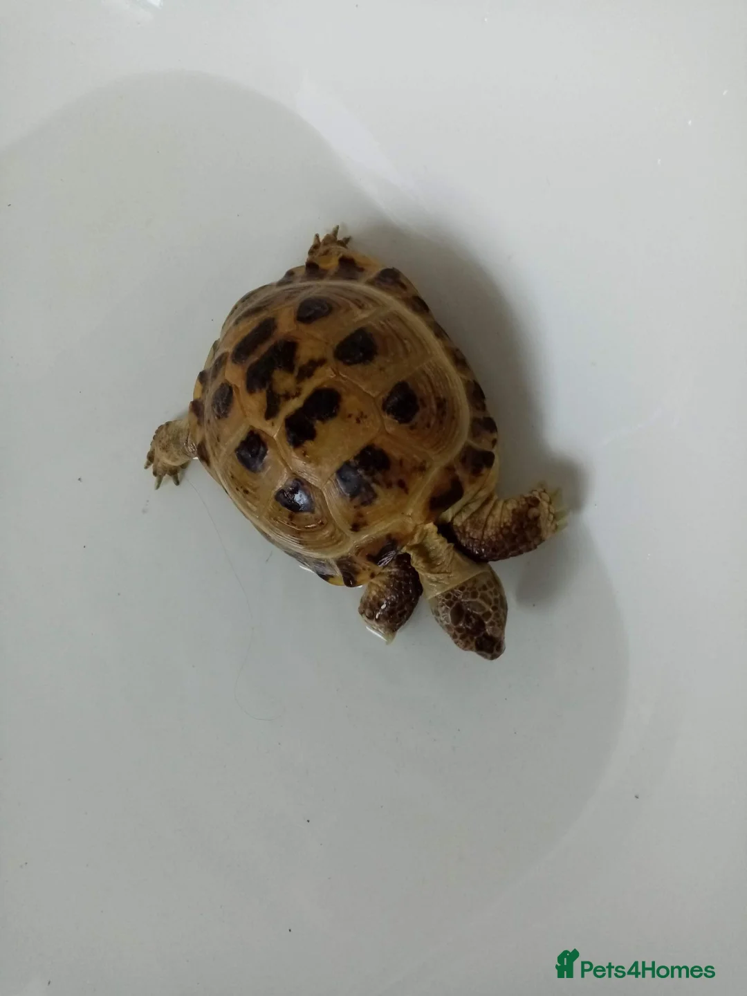 Tortoise reptiles for sale: X2 horsefield tortoises in Birmingham - Advert 2
