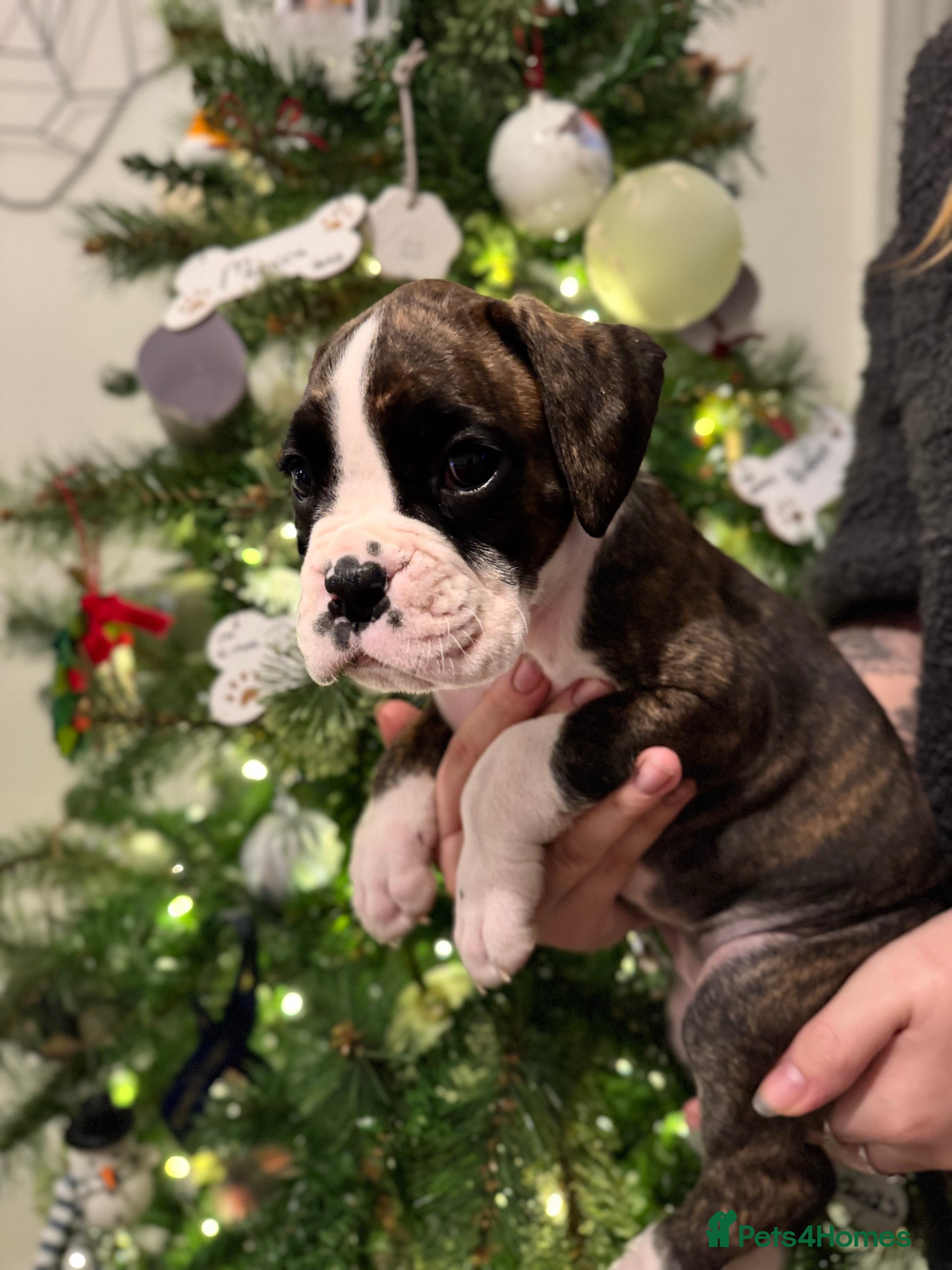 Boxer dogs REDUCED Boxer Puppies Ready to leave now   - Advert 3