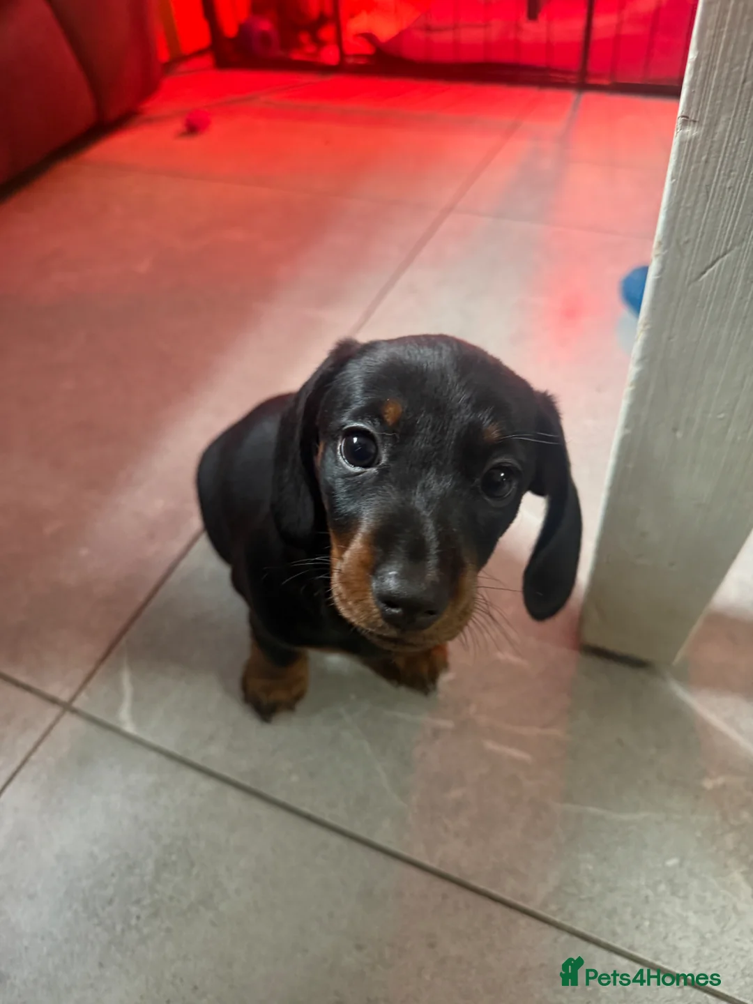 Miniature Dachshund dogs for sale: Gorgeous miniature Daschund.   - Advert 5