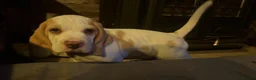 Beagle dogs for sale: Cloud-Soft Cuddles – Beagle Puppies for Sale in Liverpool - Advert 8