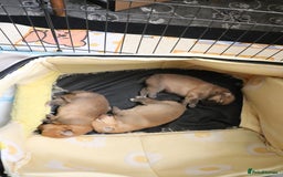 Pomeranian dogs for sale: Purebred Pomeranian Pups Raised with Love in LDN - Image 7