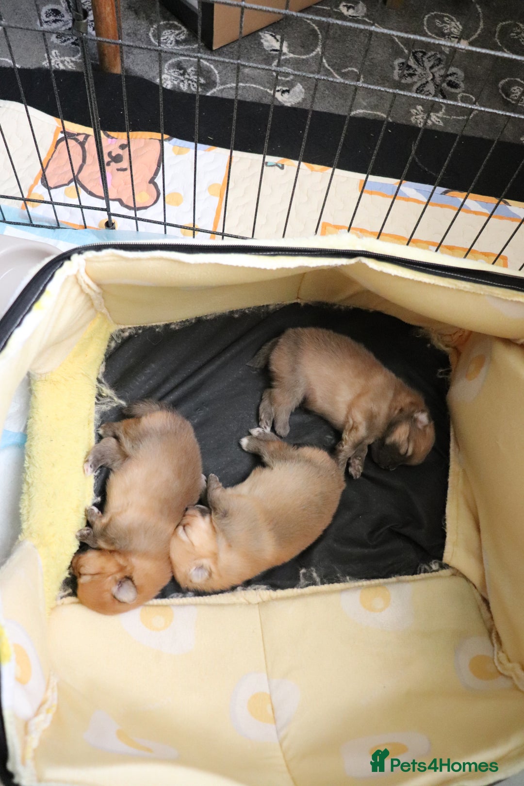 Pomeranian dogs for sale: Purebred Pomeranian Pups Raised with Love in LDN - Image 7