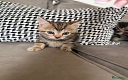 Mixed Breed cats for sale: British short hair/ragdoll mixed breed kittens  - Image 7