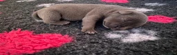 Staffordshire Bull Terrier dogs for sale: World renowned Samtan Blue Dozer Pups  - Advert 3