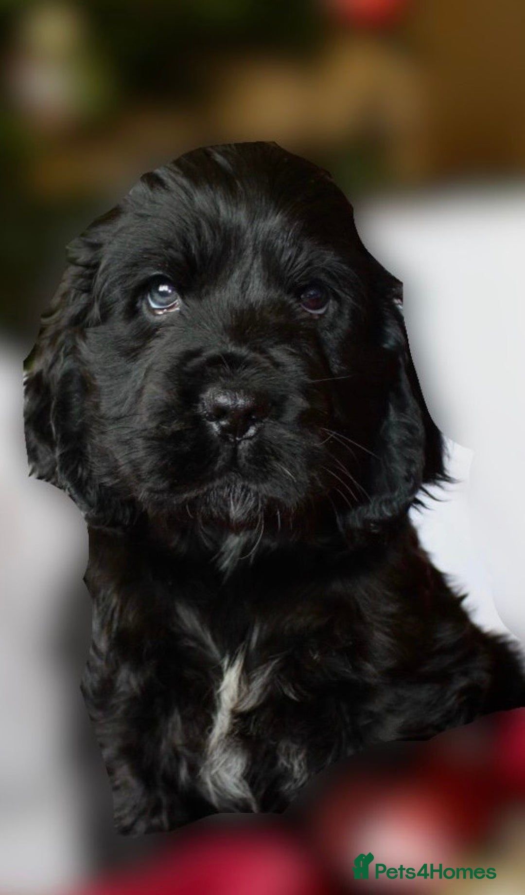 Cocker Spaniel dogs for sale: KC Registered Show Cocker Spaniel Puppies - Advert 7