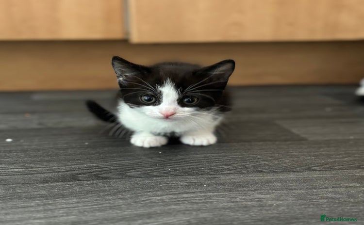 Mixed Breed cats - Advert 1