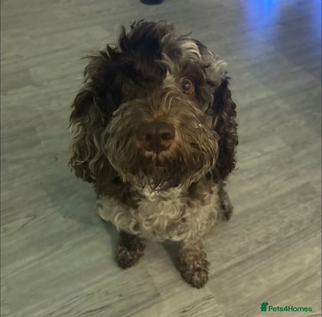 Cockapoo dogs for sale: Cockapoo rainbow litter - Advert 9