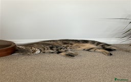 British Shorthair cats for sale: 🐾 British Shorthair Loving, Playful Indoor Cat 🐾 - Image 2