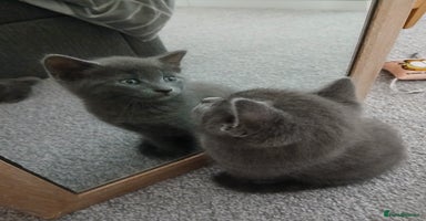 Mixed Breed cats - Advert 6