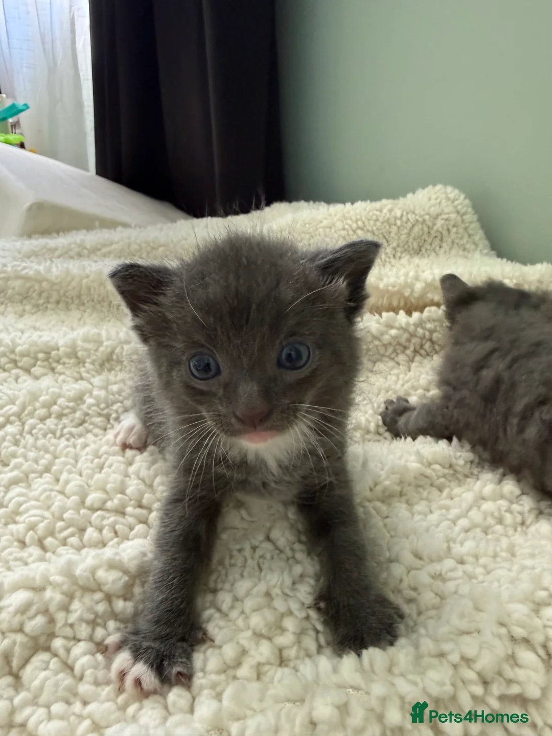 Mixed Breed cats for sale: Grey kittens - Mum is Sphynx X British short hair - Advert 2