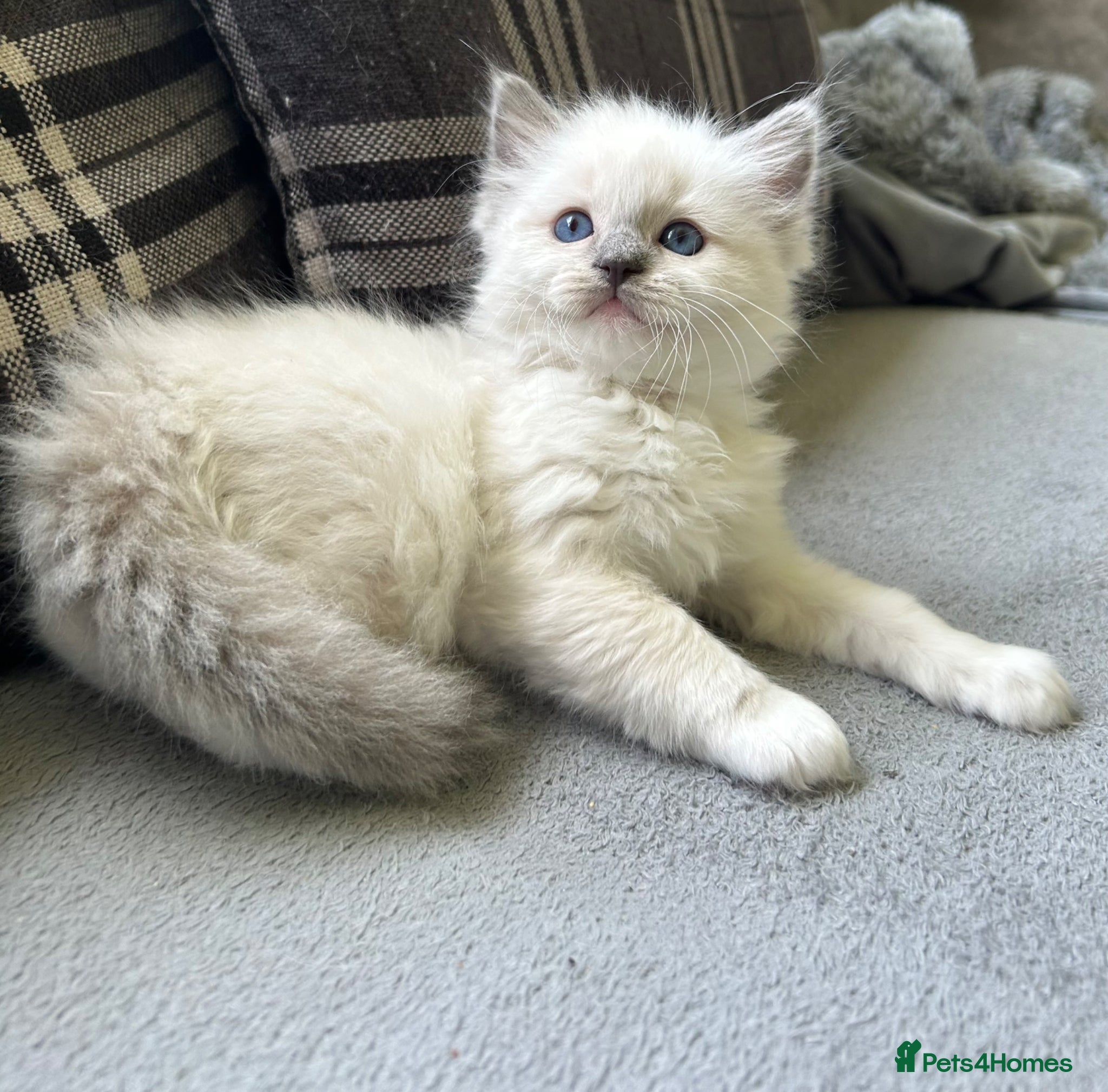 Ragdoll cats Stunning blue mitted male Ragdoll kitten left - Advert 17