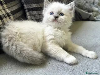 Ragdoll cats Stunning blue mitted male Ragdoll kitten left - Advert 17