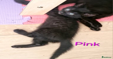 Mixed Breed cats - Advert 12