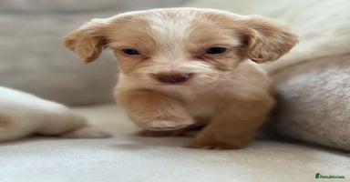 Cocker Spaniel dogs - Advert 6