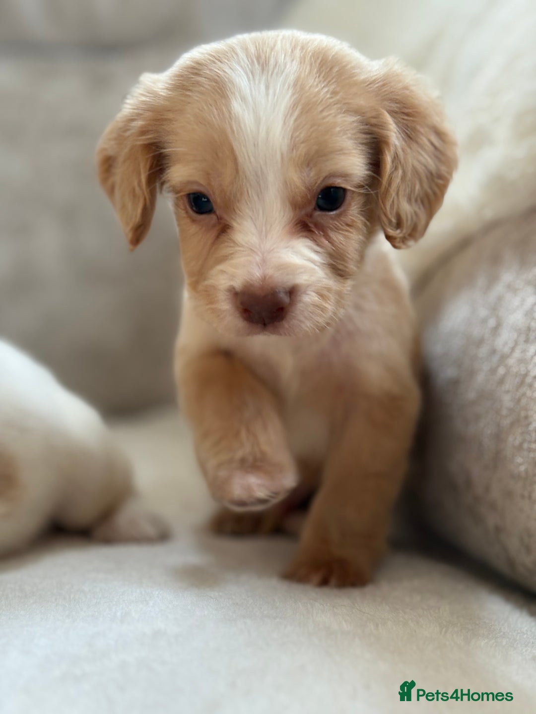 Cocker Spaniel dogs for sale: Stunning cocker spaniel puppies  - Image 3