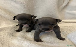 Italian Greyhound dogs for sale: Cutest ** KC Italian Greyhound’s  - Image 2