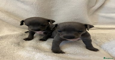 Italian Greyhound dogs - Advert 6