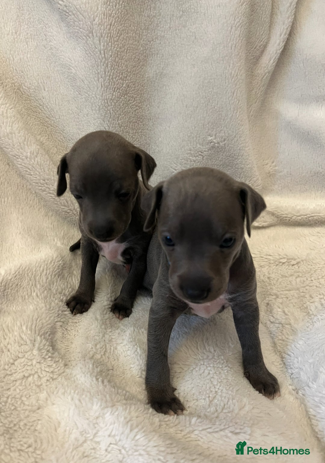 Italian Greyhound dogs for sale: Cutest ** KC Italian Greyhound’s  - Image 2