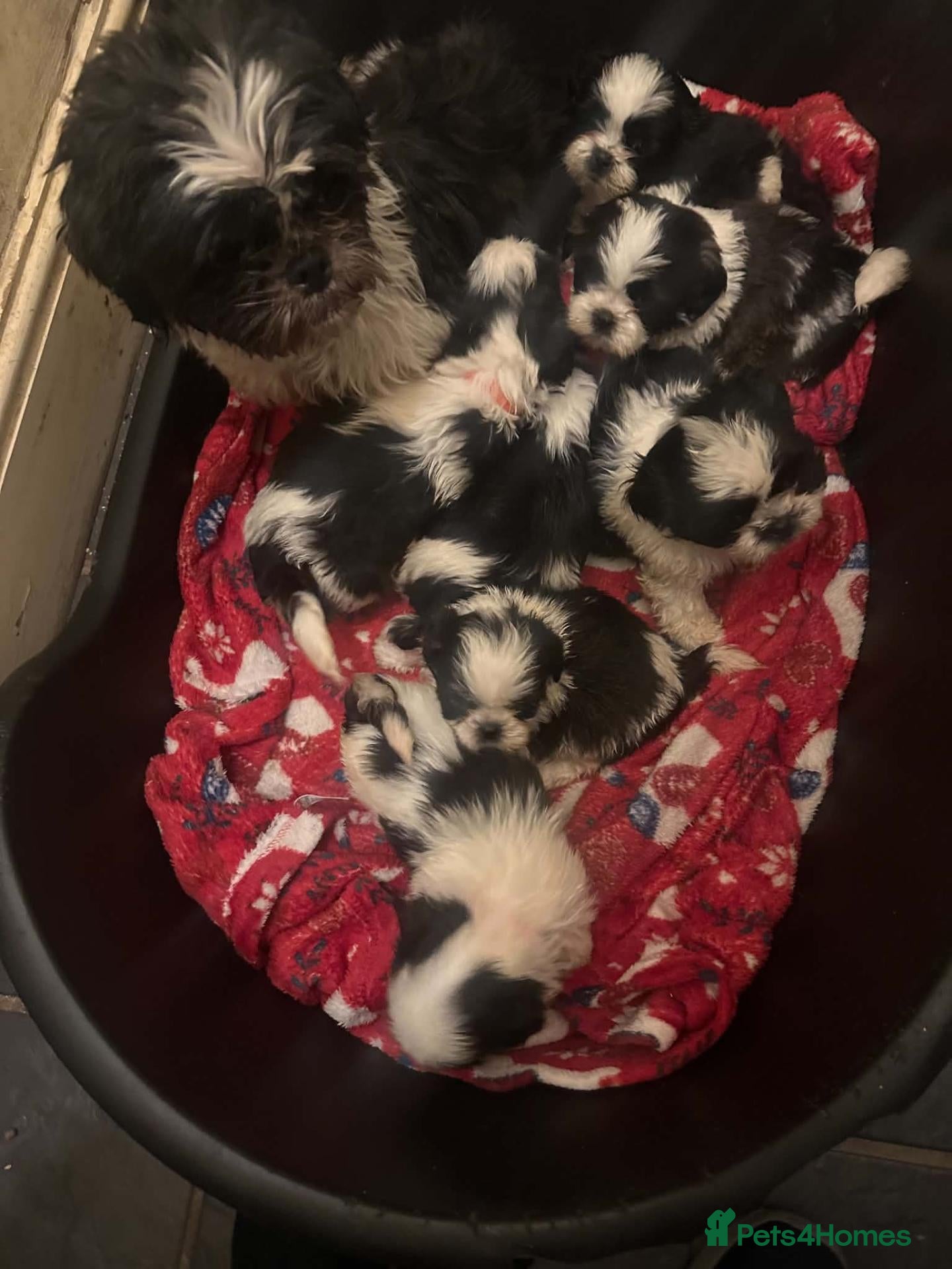 Shih Tzu dogs for sale: Shih tzu - Advert 1