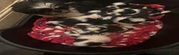 Shih Tzu dogs for sale: Shih tzu in Manchester - Advert 5