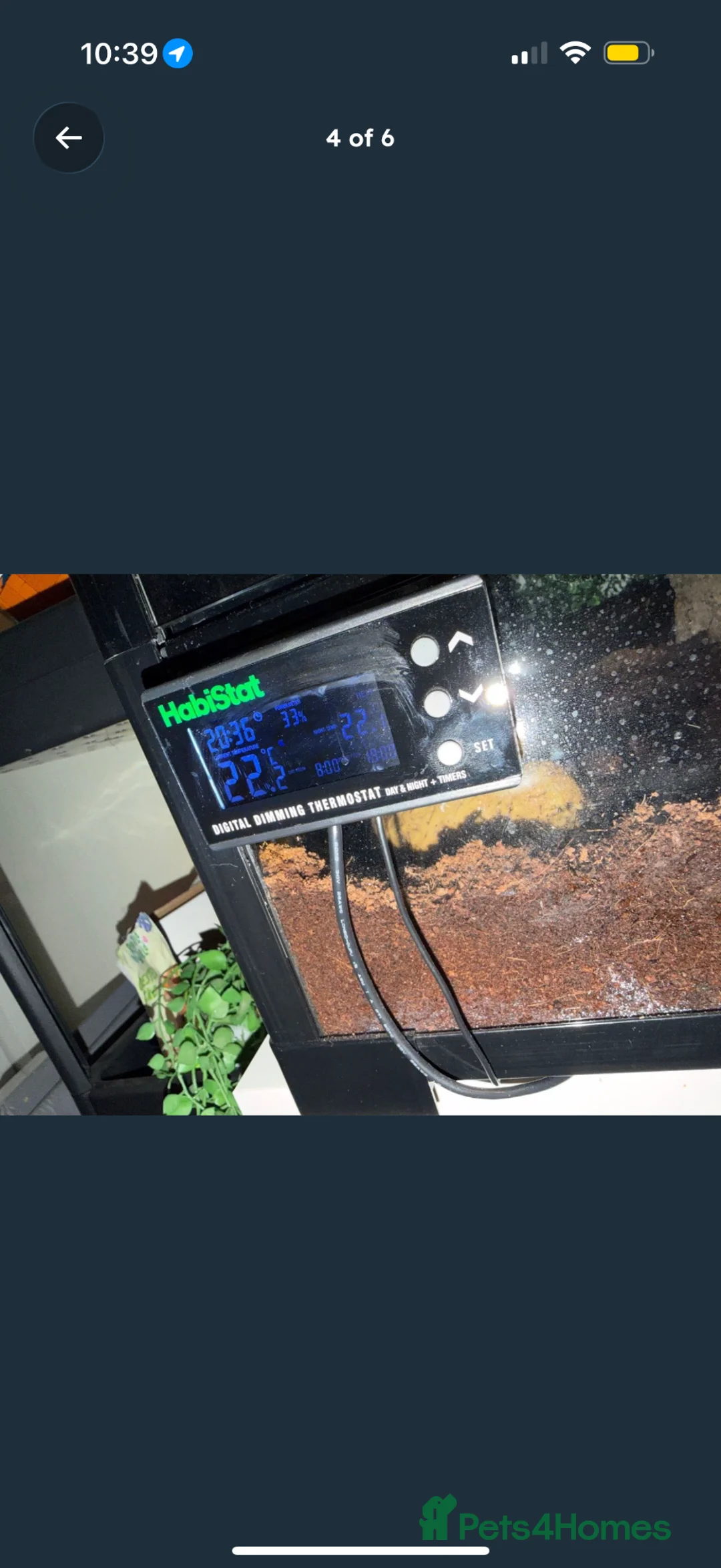 Gecko reptiles for sale: Crested gecko  in Helensburgh - Advert 2