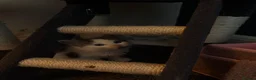 Ragcoon cats for sale: 🐾Seven Beautiful Radoll/Maincoon Kittens🐾 - Advert 10