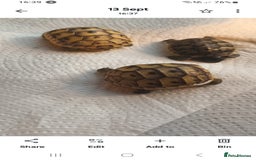 Tortoise reptiles for sale: Hatchlings Tortoise - Image 3