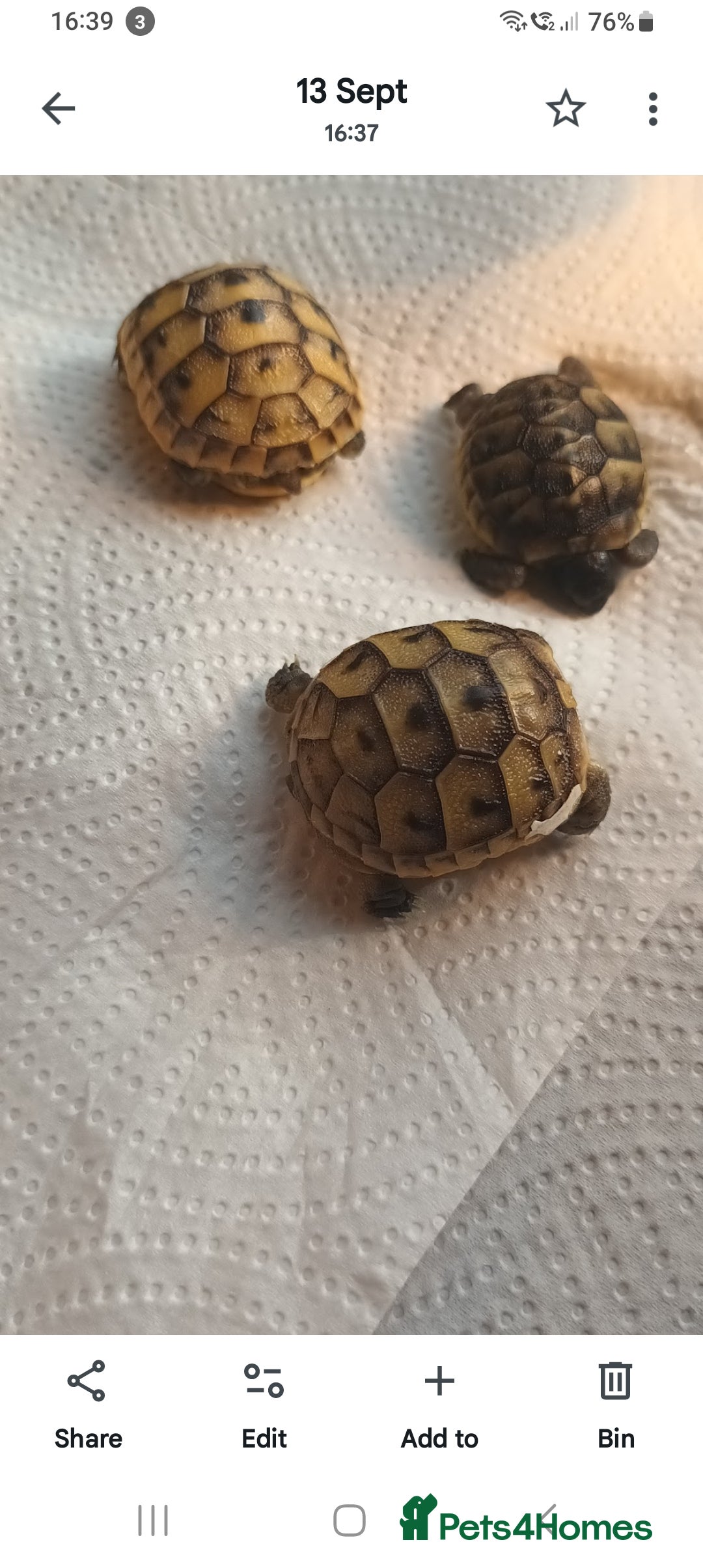 Tortoise reptiles for sale: Hatchlings Tortoise - Image 3