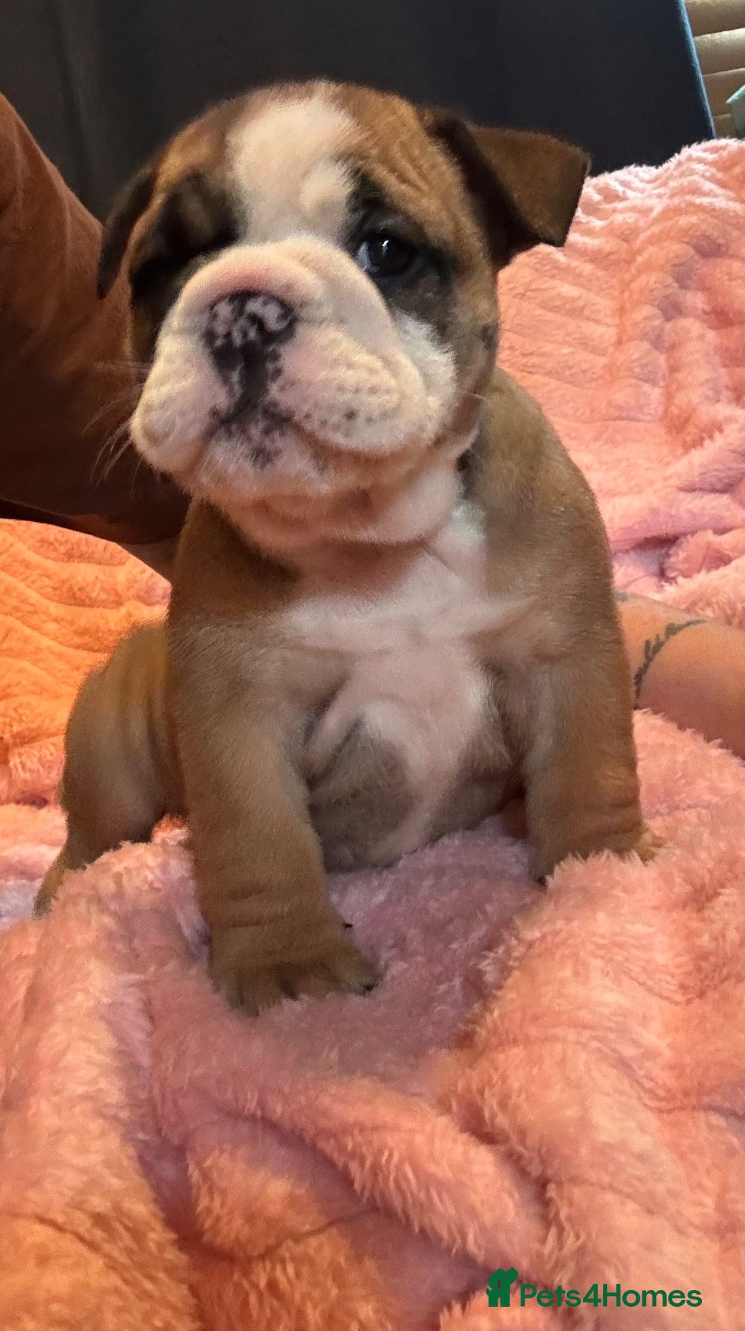 English Bulldog dogs LAST BEAUTIFUL GIRL Traditional British bulldogs  - Advert 13