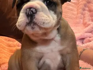 English Bulldog dogs LAST BEAUTIFUL GIRL Traditional British bulldogs - Advert 13