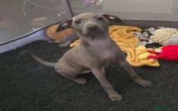 Italian Greyhound dogs for sale: KC regist. Beautiful girl  Italian Greyhound  - Image 4