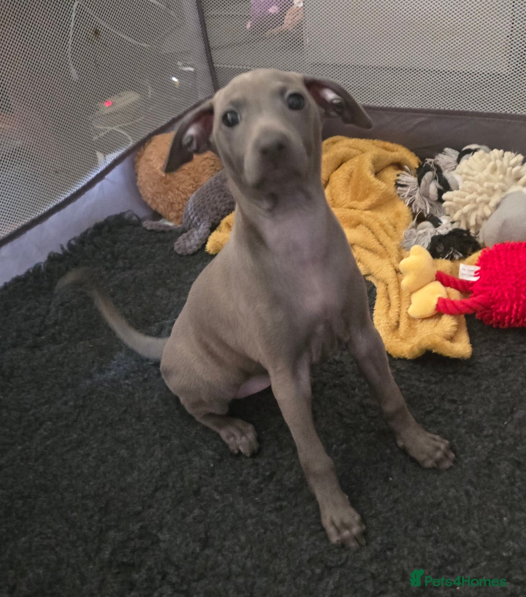 Italian Greyhound dogs for sale: KC regist. Beautiful girl  Italian Greyhound  - Image 4