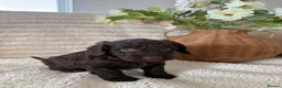Cockapoo dogs for sale: Cockerpoo puppies  in Pontyclun - Advert 5
